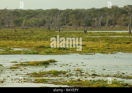 Reservoir und Vegetation von Yala Nationalpark in Sri Lanka Stockfoto