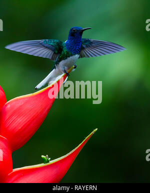 Weiß-necked jakobinischen Kolibri, Costa Rica Regenwald Stockfoto