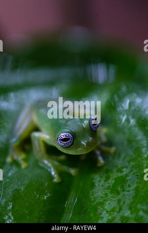 Ghost Glas Frosch im Regenwald von Costa Rica Stockfoto