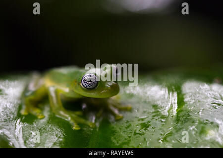 Ghost Glas Frosch im Regenwald von Costa Rica Stockfoto