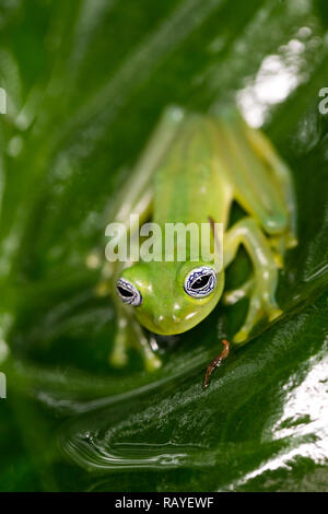 Ghost Glas Frosch im Regenwald von Costa Rica Stockfoto