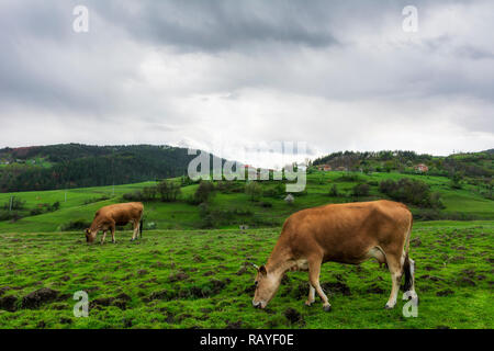 Wild Mountain Kuh, Bulgarien Stockfoto