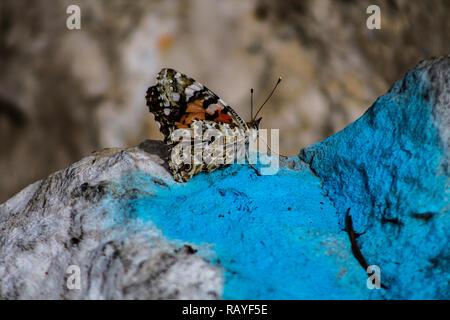 In der Nähe auf einem wunderschönen Schmetterling auf einem Felsen in Lissabon ruhen Stockfoto