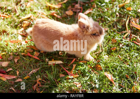 Cute bunny auf dem Rasen im Garten Stockfoto