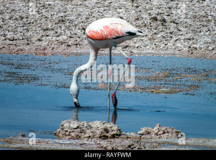 Schönen flamingo Trinkwasser auf dem See in die Atacama Wüste. Stockfoto