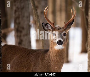 Eine schwer fassbare Trophäe whitetail deer Buck versteckt im Wald in den Adirondack Mountains Wildnis. Stockfoto