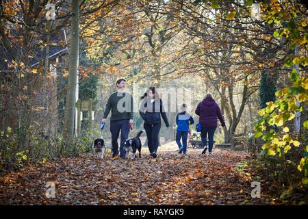 Herbst Spaziergang in Risley Moss Naturschutzgebiet Birchwood in Warrington, England Stockfoto