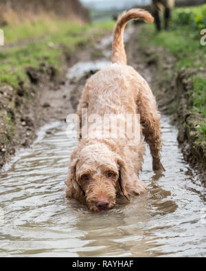 Hungarian wirehaired vizsla Hund spielen und trinken in Wasser Stockfoto