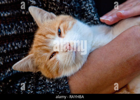 Frau mit orange Katze in ihre Arme Stockfoto