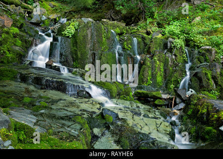 WA 15652-00 ... WASHINGTON - Kleiner Wasserfall auf der Silver Creek Trail in der Einfassung Baker-Snqualmie National Forest. Stockfoto