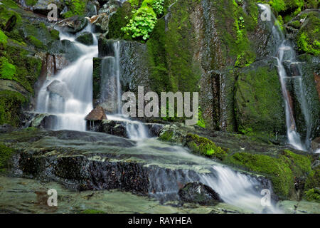 WA 15653-00 ... WASHINGTON - Kleiner Wasserfall auf der Silver Creek Trail in der Einfassung Baker-Snqualmie National Forest. Stockfoto