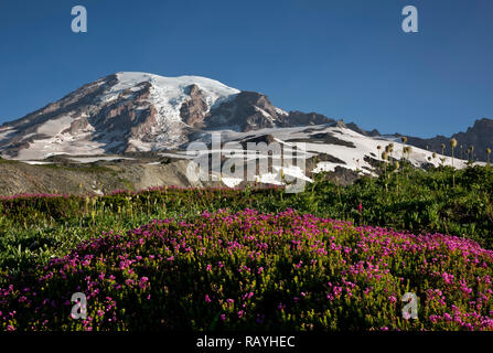 WA 15654-00 ... WASHINGTON - Bunte Heide blühende entlang der Skyline Trail auf Mazama Ridge im Mount Rainier National Park. Stockfoto