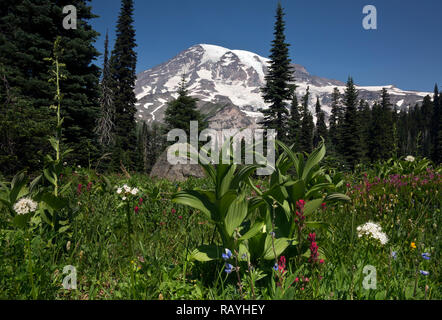 WASHINGTON - Pinsel, grüne Nieswurz, Sitka Baldrian und Heidekraut blüht in der Wiese über dem Nisqually Vista im Mount Rainier National Park. Stockfoto