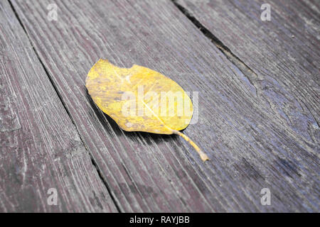 Eine gelbe trockene Blatt auf Holzboden in brauner Farbe, selektive konzentrieren. Stockfoto