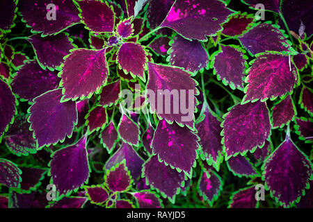 Coleus Pflanzen in Lila und Grün Farbe an der Oberseite, selektiven Fokus. Stockfoto