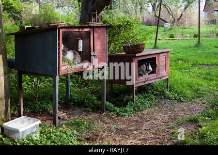 Kaninchen in Käfighaltung Stockfoto