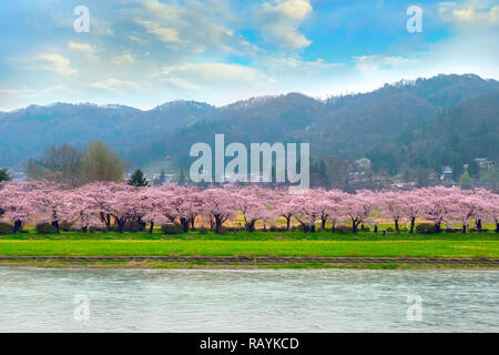 Voller Blüte Cherryblossom Sakura bei Kitakami Tenshochi Park in Kitakami, Iwate, Japan Iwate, Japan - 22 April 2018: kitakami Tenshochi Park von Stockfoto
