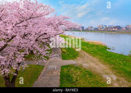 Voller Blüte Cherryblossom Sakura bei Kitakami Tenshochi Park in Kitakami, Iwate, Japan Iwate, Japan - 22 April 2018: kitakami Tenshochi Park von Stockfoto
