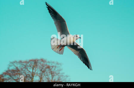 Schwarze Möwe einzelnen schließen sich unter der Leitung fliegen mit ausgestreckten Flügeln, Flügel, Federn und Bill gegen feste Himmel Hintergrund Stockfoto