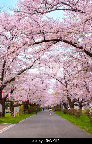 Voller Blüte Cherryblossom Sakura bei Kitakami Tenshochi Park in Kitakami, Iwate, Japan Iwate, Japan - 22 April 2018: kitakami Tenshochi Park von Stockfoto