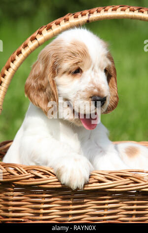 Welpen von English Cocker Spaniel lächelnd in Braun Warenkorb Stockfoto