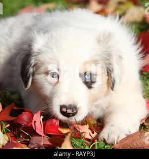 Adorable Border Collie Welpen in rot Blätter im Herbst liegen Stockfoto