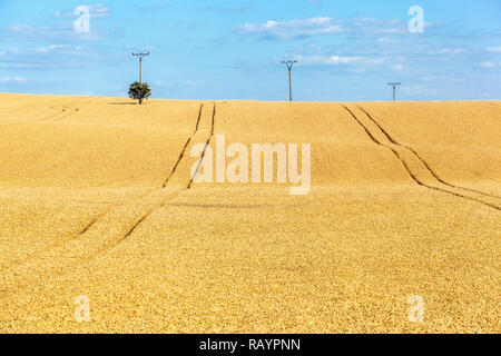 Südmähren Landschaft, goldene Weizenfeld mit Masten, Landschaft, Tschechische Republik Stockfoto