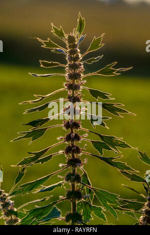 Blühende Motherwort, Leonurus cardiaca, eine krautige Staude Pflanze, am Abend in einer natürlichen Umgebung. Stockfoto