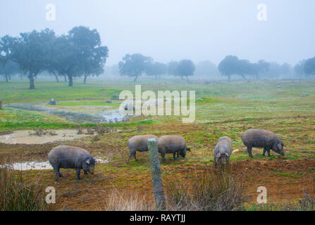 Iberische Schweine in den Nebel. Los Pedroches Tal, Provinz Córdoba, Andalusien, Spanien. Stockfoto