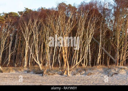 Ansicht der knöchernen Bäume am westlichen Strand der Urlaubsort Prerow an der Ostsee in Deutschland. Stockfoto