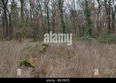 Ansicht des Hambacher Forst, einem alten Wald, der ein beliebter Symbol im Kampf gegen die globale Erwärmung. Stockfoto