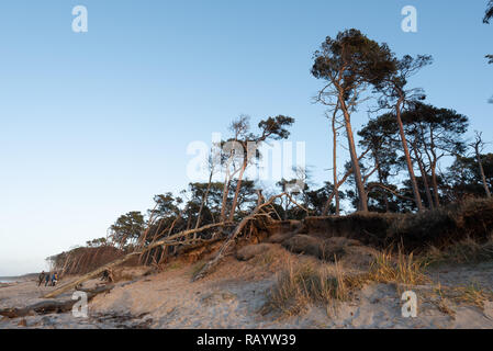 Ansicht der knöchernen Bäume am westlichen Strand der Urlaubsort Prerow an der Ostsee in Deutschland. Stockfoto