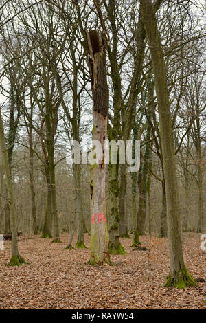 Ansicht einer alten toten Baum im Hambacher Forst, einem alten Wald, der ein beliebtes Symbol im Kampf gegen die globale Erwärmung, Deutschland. Stockfoto