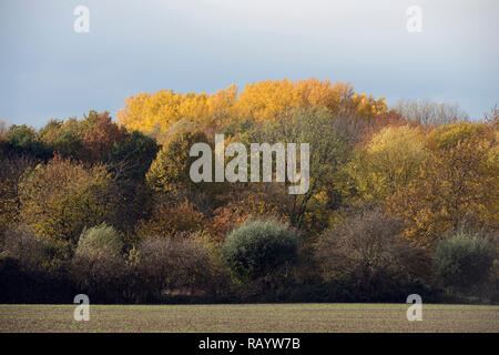 Brillante Farben des Herbstes entlang am Rande eines Waldes, Herbst bunte Laub in den späten Nachmittag, Europa. Stockfoto