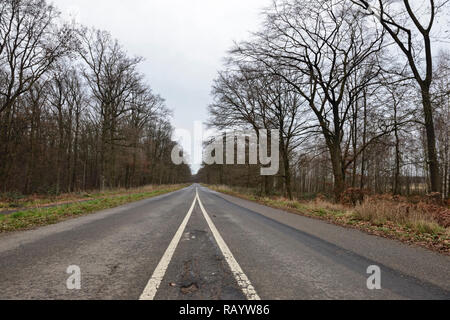 Blick auf die alte Straße L 276 durch die Hambacher Forst, einem alten Wald, der ein beliebtes Symbol im Kampf gegen die globale Erwärmung. Stockfoto