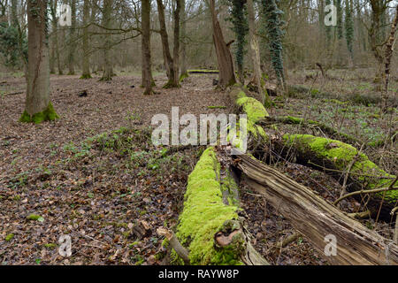 Ansicht des Hambacher Forst, einem alten Wald, der ein beliebtes Symbol im Kampf gegen die globale Erwärmung (Clearing für braunkohletagebau Mine) Stockfoto