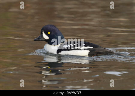 Die männlichen Barrow Schellente (bucephala Islandica), Sacramento County California Stockfoto