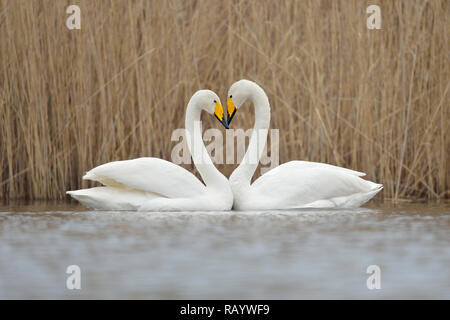 Gehören singschwan (Cygnus Cygnus), ein paar Anzeigen, die Bildung einer Liebe Herz, Europa. Stockfoto