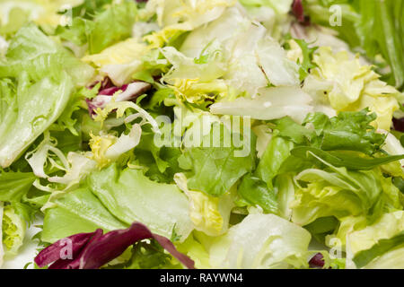 Makro Foto von Mix aus verschiedenen frischen grünen Salat auf dem Teller. Blätter der roten und weißen Radicchio, Rucola, krause Endivie Endivie und frisee backgro Stockfoto
