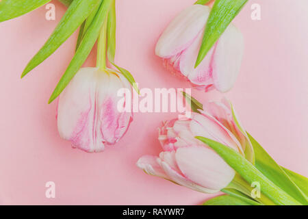 Frühling Grusskarten. Strauß mit frischen hellen Pastelltönen rosa Tulpen Blumen auf trendigen, modernen bunten rosa Hintergrund. Urlaub Frohe Ostern Muttertag Jahrestag Valentinstag Geburtstag Konzept. Flach Ansicht von oben kopieren Raum Stockfoto