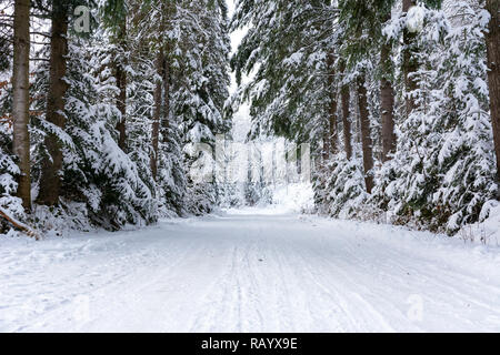 Winterlandschaft - Weiß und verschneite Straße zwischen Bäumen in einem tiefen Wald Stockfoto