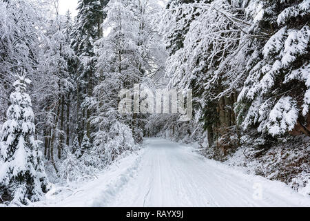 Winterlandschaft - Weiß und verschneite Straße zwischen Bäumen in einem tiefen Wald Stockfoto