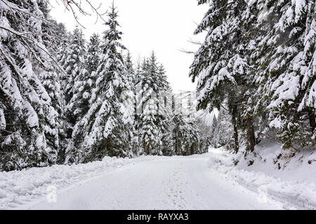 Winterlandschaft - Weiß und verschneite Straße zwischen Bäumen in einem tiefen Wald Stockfoto