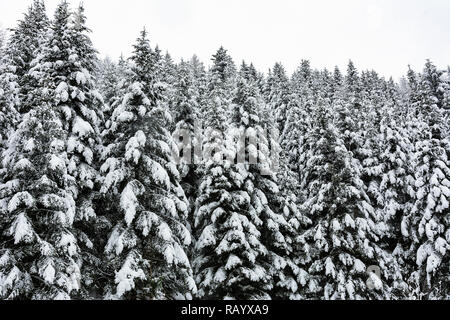 Winterlandschaft - Hoch und Tief verschneite Bäume in einem tiefen Wald in den Bergen Fichte Stockfoto