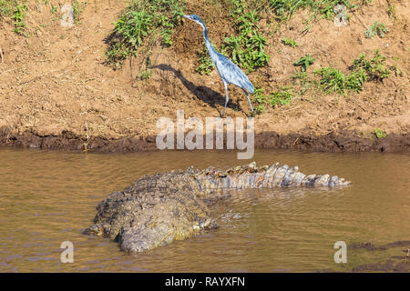 Ein großes Krokodil im Wasser. Blue Heron am Ufer. Der Mara River, Kenia. Afrika Stockfoto