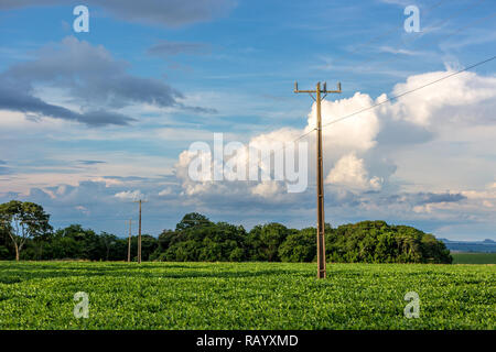 Eine elektrische Pol Kreuzen ein sojafeld in Brasilien Stockfoto