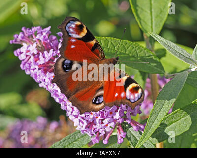 Peacock (Inachis io) eine vanessid Schmetterling auf Butterfly bush Buddleja, oder Sommerflieder in Cumbria, England, Großbritannien Stockfoto