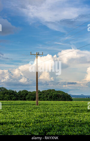 Eine elektrische Pole in einem sojafeld im Mato Grosso do Sul in Brasilien Stockfoto