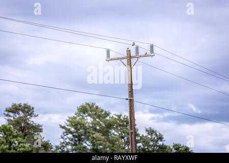 In einem elektrischen Pole Vogel Stockfoto