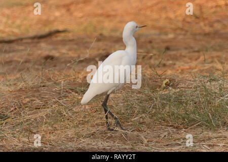 Kuhreiher (Bubulcus monotypische Gattung, Reiher) Stockfoto